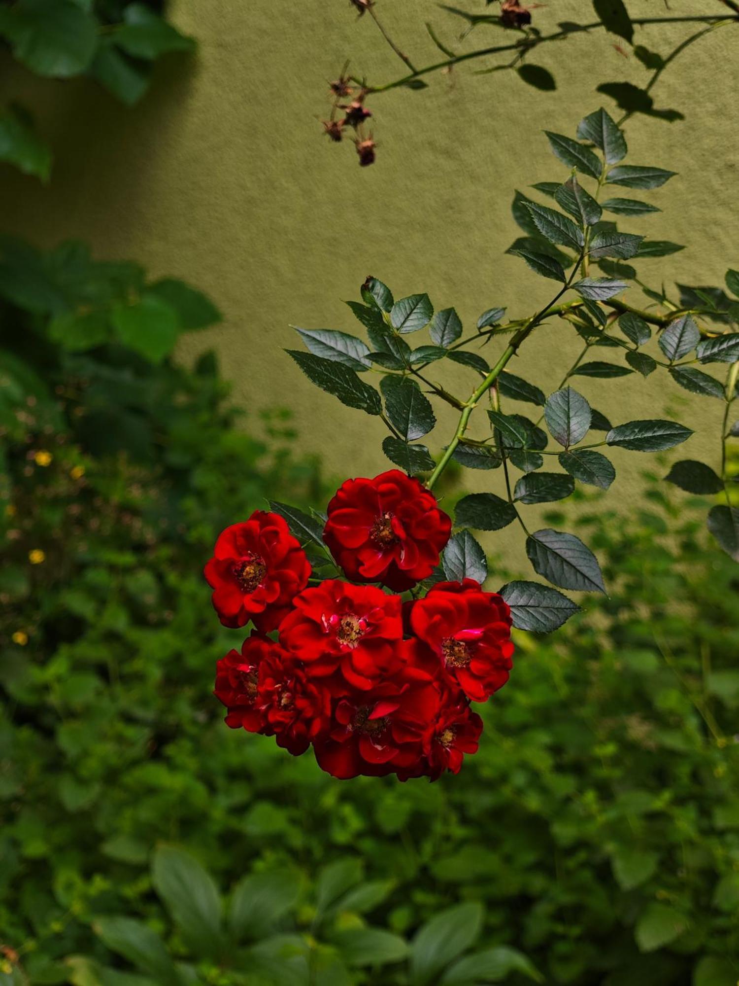 Vintage Room With Garden View Pozsony Kültér fotó