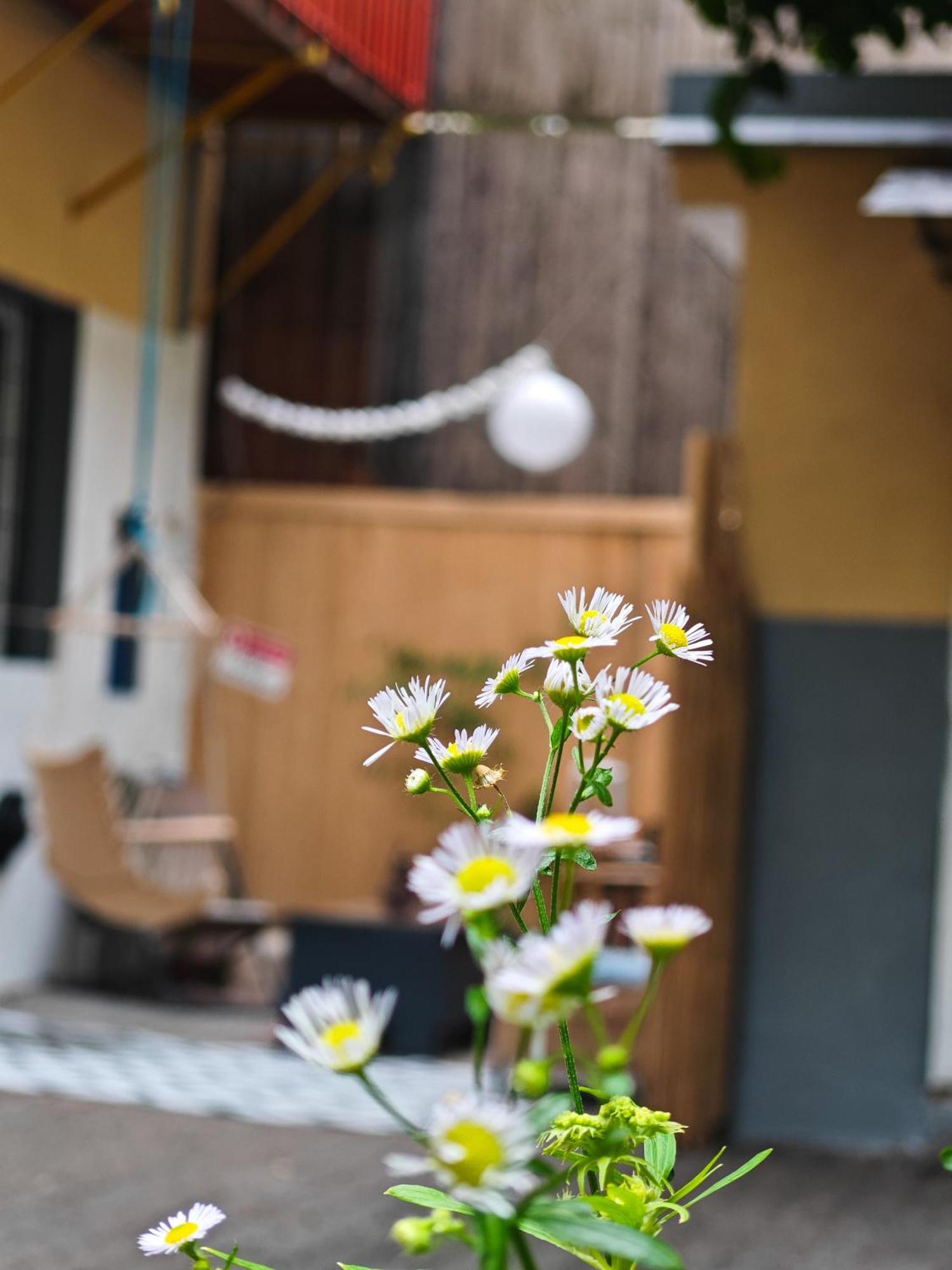 Vintage Room With Garden View Pozsony Kültér fotó